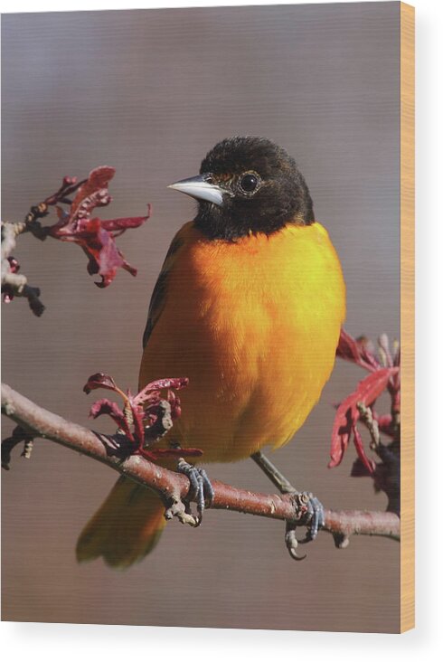 Oriole Wood Print featuring the photograph Baltimore Oriole II by Bruce J Robinson