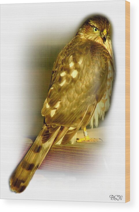 Hawk Wood Print featuring the photograph Banded Coopers Hawk by Barbara S Nickerson