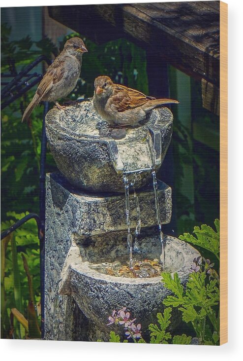  Wood Print featuring the photograph Bath time by Kendall McKernon