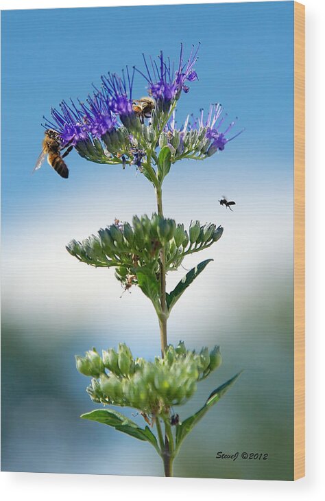 Honey Bees Wood Print featuring the photograph Big Bees Little Bee by Stephen Johnson