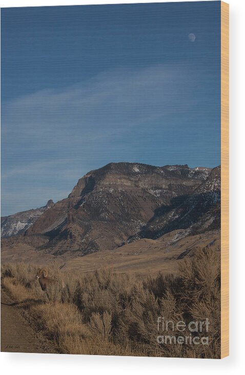 Sheep Wood Print featuring the photograph Big Horn Ram And Carter Mountain-Signed-#2882 by J L Woody Wooden