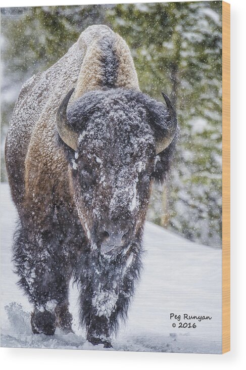 Bison Wood Print featuring the photograph Bison in a Snowstorm by Peg Runyan