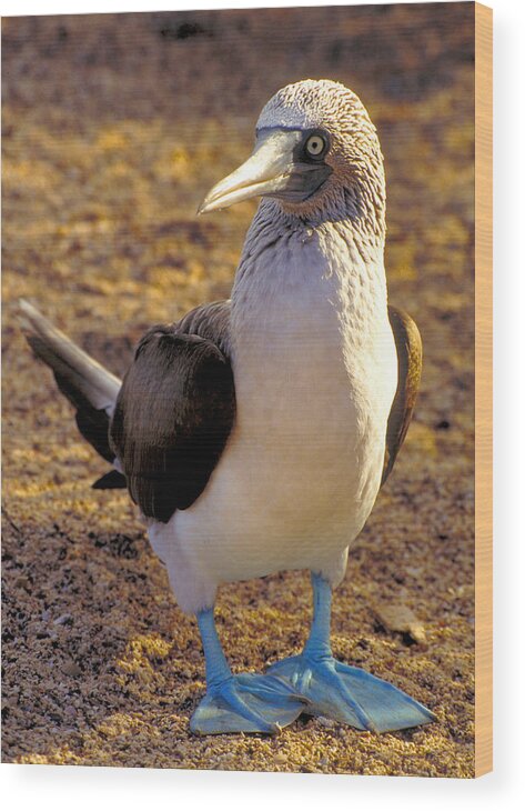 Blue Wood Print featuring the photograph Blue-Footed Booby by Ted Keller