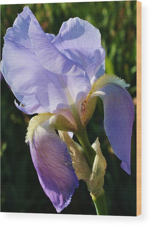 Flora Wood Print featuring the photograph Blue Moon Iris by Bruce Bley