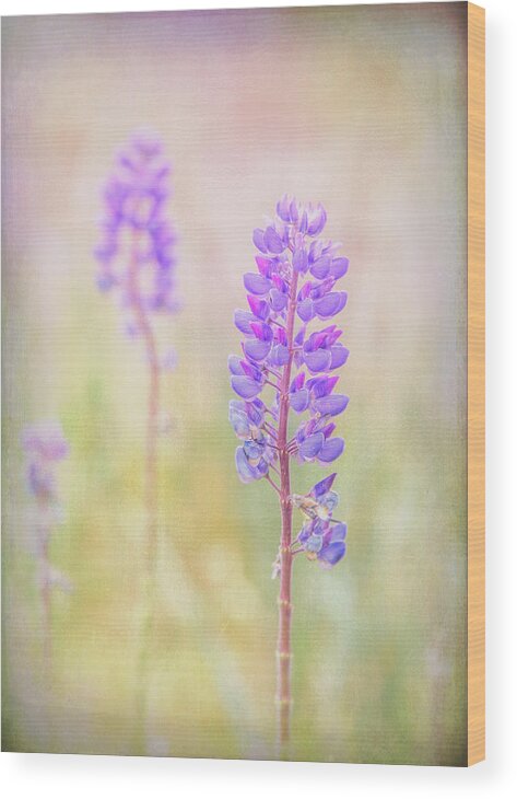 Bluebonnet Wood Print featuring the photograph Bluebonnet by Russell Styles