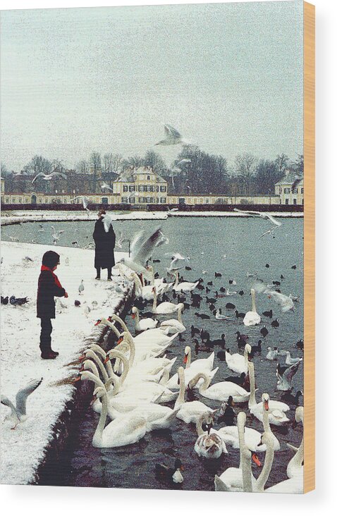 Swans Wood Print featuring the photograph Boy Feeding Swans- Germany by Nancy Mueller