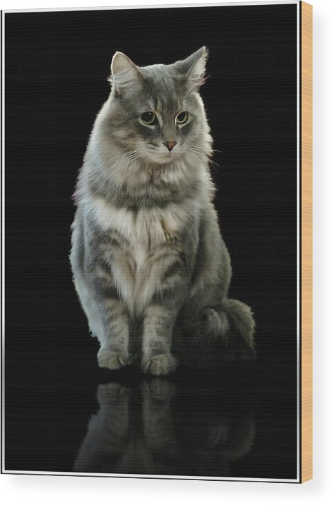 Cat Wood Print featuring the photograph Bustopher Jones by Aleksander Rotner