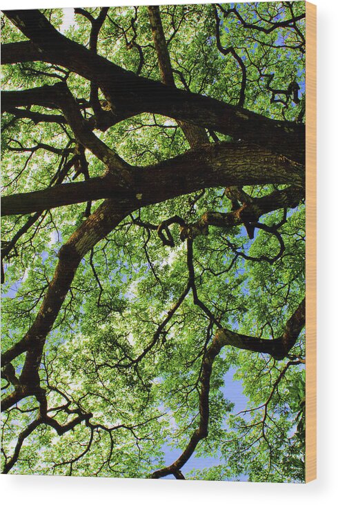 Tree Wood Print featuring the photograph Canopy 1 by Rob Tullis