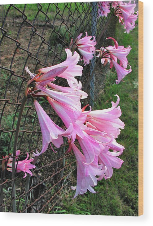 Flowers Wood Print featuring the photograph Chain Lillies by Arthur Fix