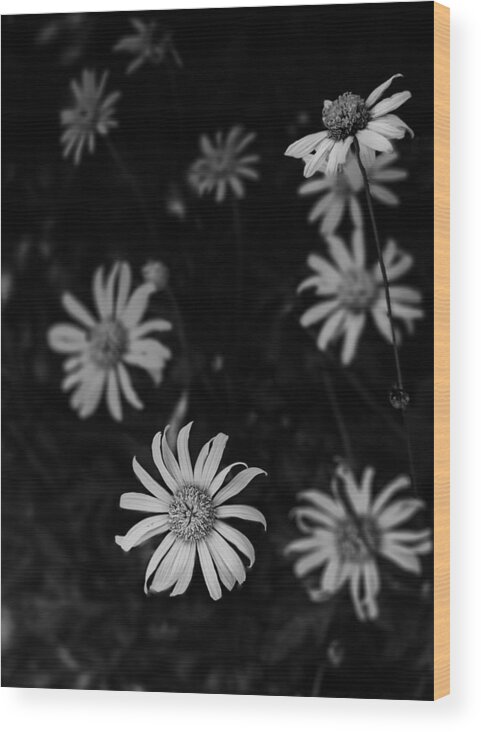 Black And White Wood Print featuring the photograph Daisy by Mario Celzner