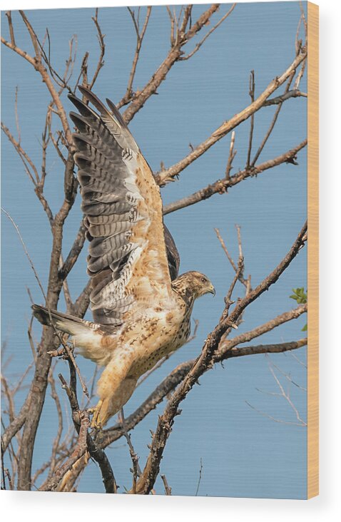 Loree Johnson Photography Wood Print featuring the photograph Departing Swainsons Hawk by Loree Johnson
