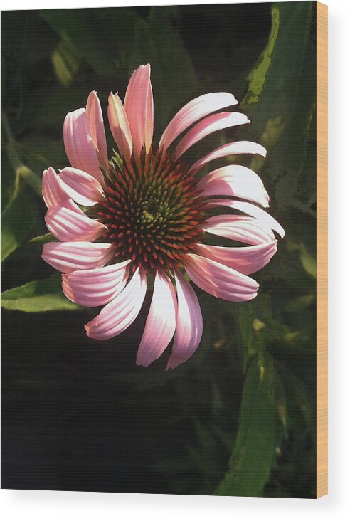 Flower Wood Print featuring the photograph Echinacea by Steve Karol