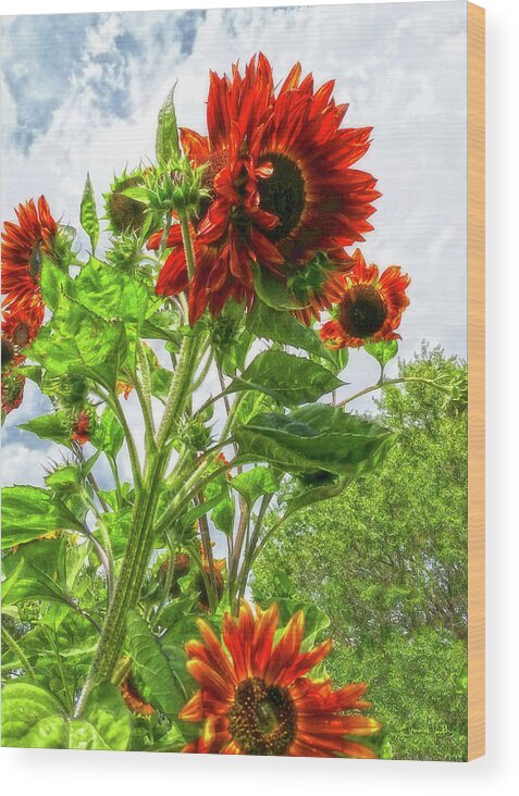 Sunflowers Wood Print featuring the photograph Emeralds and Fire by Amanda Smith