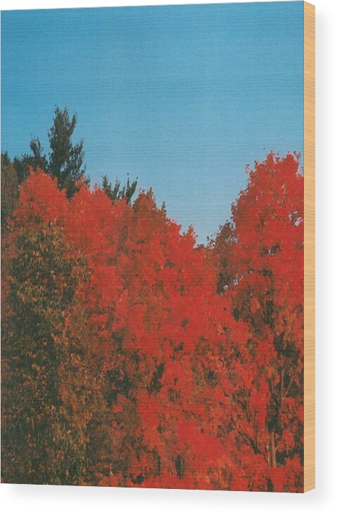 Autumn Wood Print featuring the photograph Firey Fall by Lila Mattison