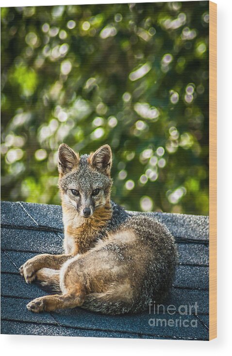 Fox Wood Print featuring the photograph Fox on Roof by Blake Webster