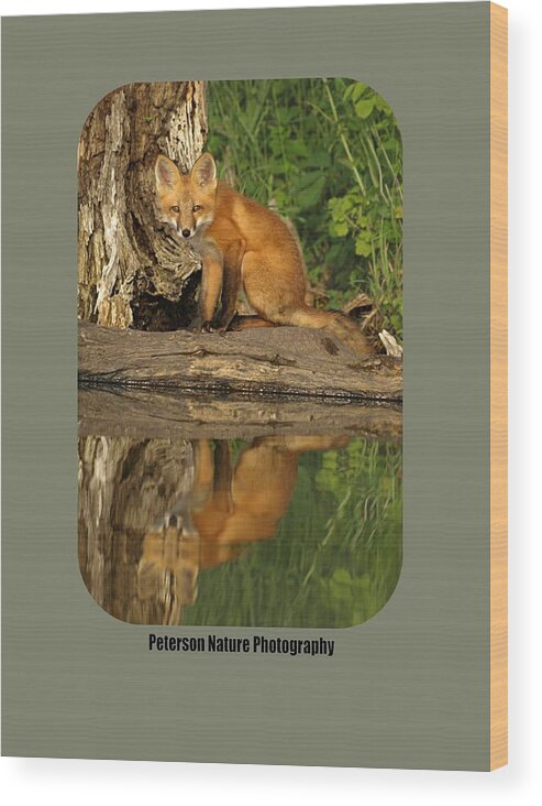 Peterson Nature Photography Nature Red Fox Foxes Kit Kits Puppy Puppies Pups Baby Animals Animal Babies Minnesota Mn Summer Adorable Cute Cutie Cuties Wildlife Dog Dogs Canine Canines Wild Foxy Fur Hunting Hunters Trapping Trappers Gift Gifts Orange Predator Predators Portrait Carnivore Furry Close-up Beauty Beautiful Creature Creatures Furbearer Young Mammal Mammals Natural Hunter Little Habitat Digital Rural Vertical Environment Juvenile Reflection Reflections Kayaking Kayak Lake Hanson Lakes Wood Print featuring the photograph Fox Reflection Shirt by James Peterson