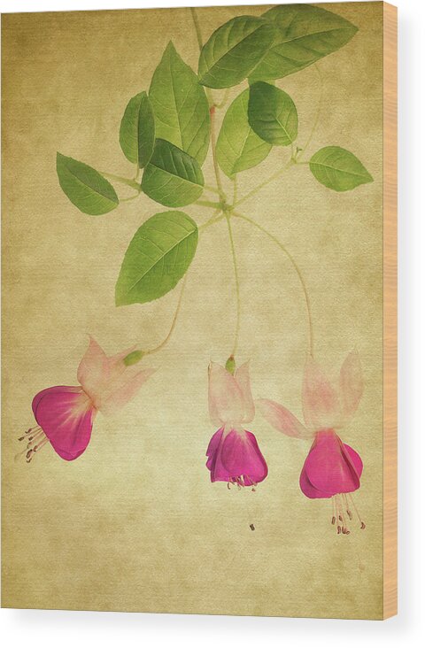 Fuchsia Wood Print featuring the photograph Fuschia #3 by Rebecca Cozart