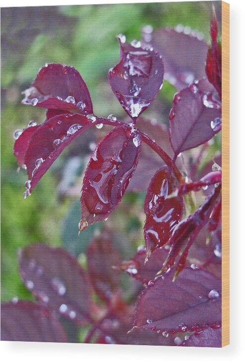 Leaves Wood Print featuring the photograph Garden Rain by Lisa Barr