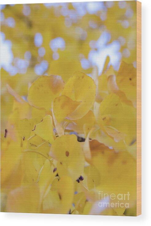 Nature Wood Print featuring the photograph Ginkgo Yellow Leaves by Andrea Anderegg