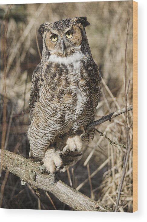 Great Horned Owl Wood Print featuring the photograph Great Horned Owl by Wade Aiken