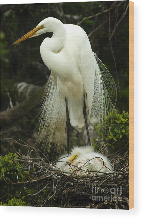 Majestic Great Egret Wood Print featuring the photograph Majestic Great White Egret High Island Texas 3 by Bob Christopher