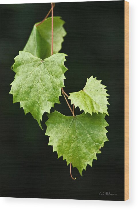Flora Wood Print featuring the photograph Green Leaves by Christopher Holmes