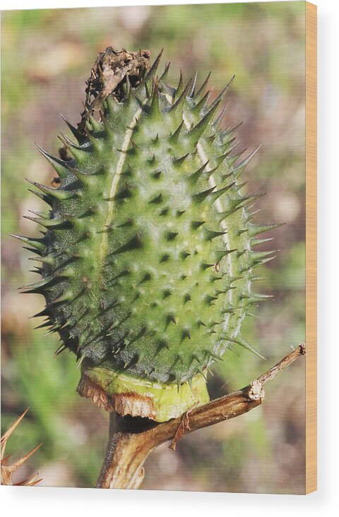 Plant Wood Print featuring the photograph Green Thorn Apple by William Selander