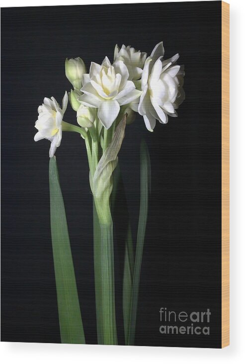 Photograph Wood Print featuring the photograph Grow Tiny Paperwhites Narcissus Photograph by Delynn Addams by Delynn Addams