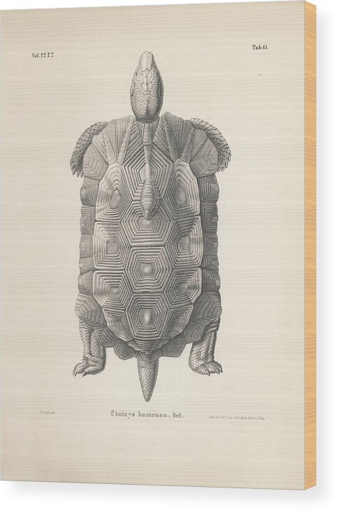 Tortoise Wood Print featuring the drawing Home's Hingeback Tortoise, Kinixys homeana by Heinrich Grape