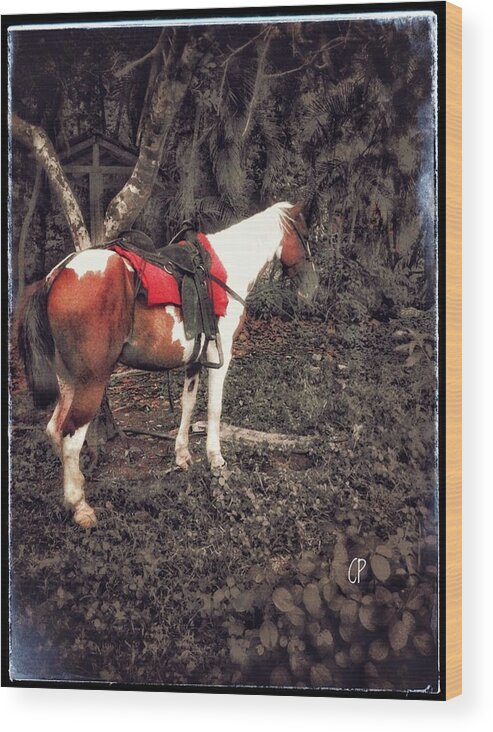 Landscape Wood Print featuring the photograph Horse in Red by Christine Paris