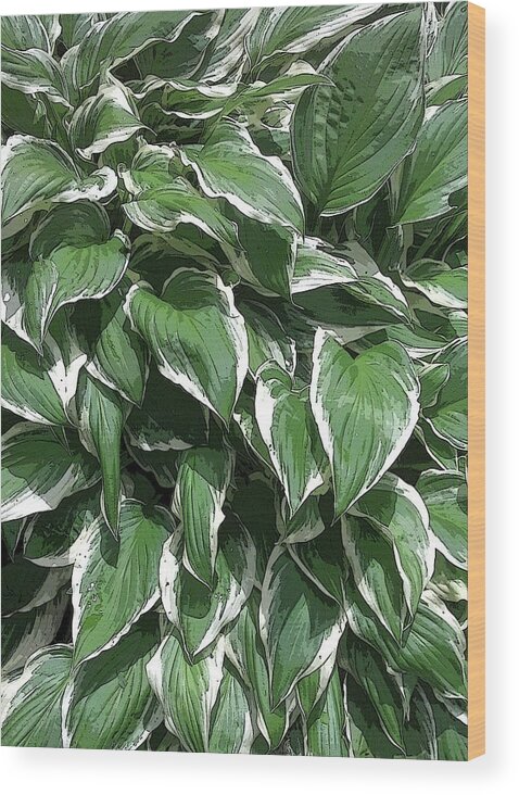 Hosta Wood Print featuring the photograph Hosta Plant by Tim Welch