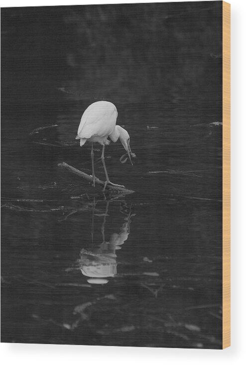 Egret Wood Print featuring the photograph Hunting Egret by Joshua House