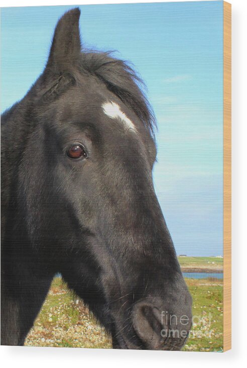 Horse Wood Print featuring the photograph Horsey Donegal by Eddie Barron