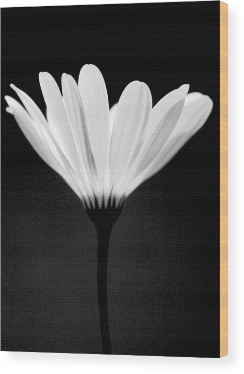 Flower Wood Print featuring the photograph Illuminated Lady by Julie Lueders 