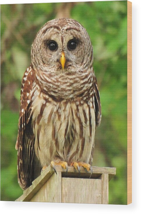 Juvenile Barred Owl Wood Print featuring the photograph Juvenile Barred Owl by Jack Cushman