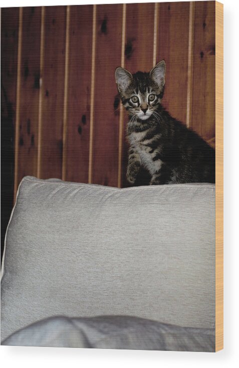 Kitty Wood Print featuring the photograph Kitty by Laura Melis