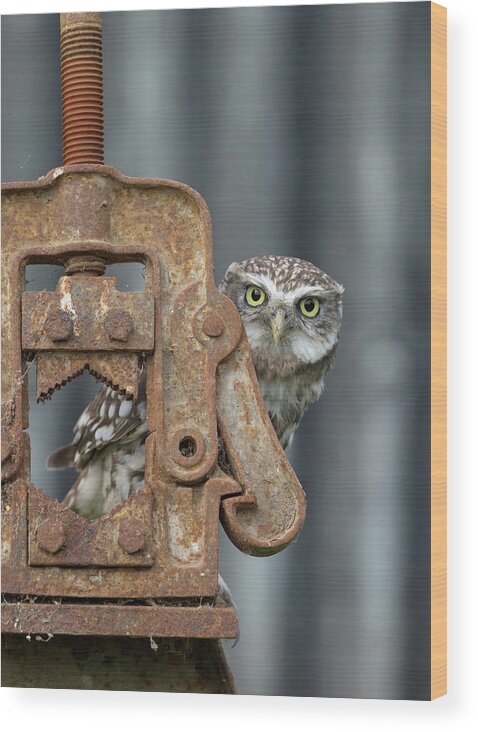 Little Owl Wood Print featuring the photograph Little Owl Peeking by Pete Walkden