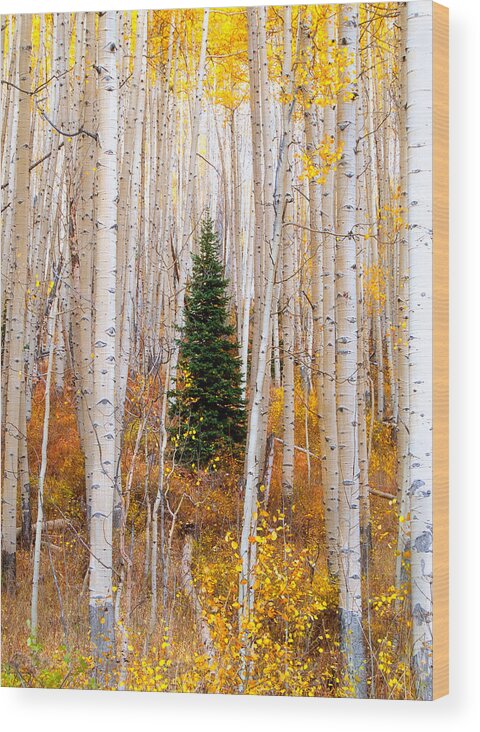 Aspens Wood Print featuring the photograph Little Tree by Tim Reaves