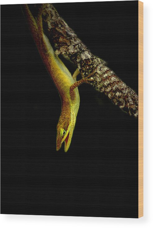  Wood Print featuring the photograph Lizard 3 by David Weeks
