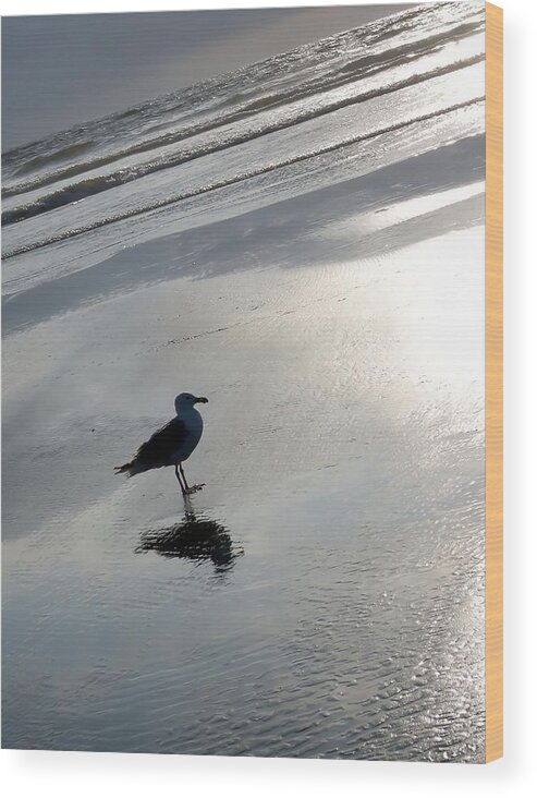 Seagull Wood Print featuring the photograph Lone Gull by John Winner
