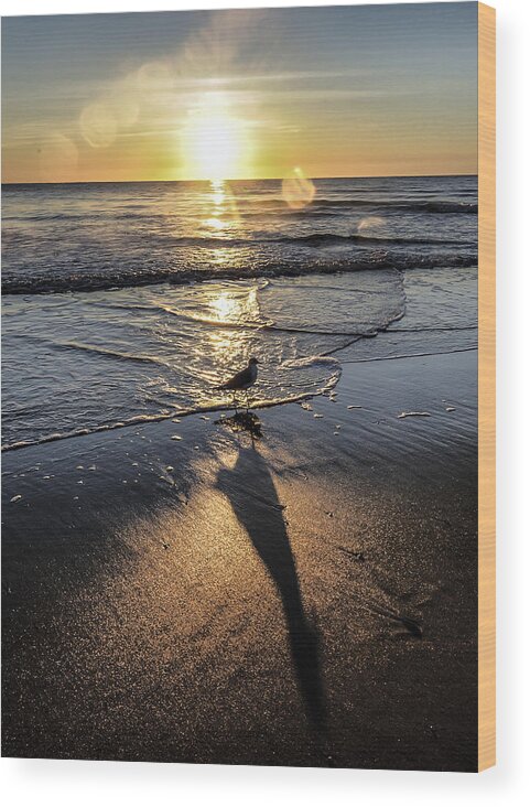 Atlantic Ocean Wood Print featuring the photograph Long Shadow of the Gull by Jim Moore