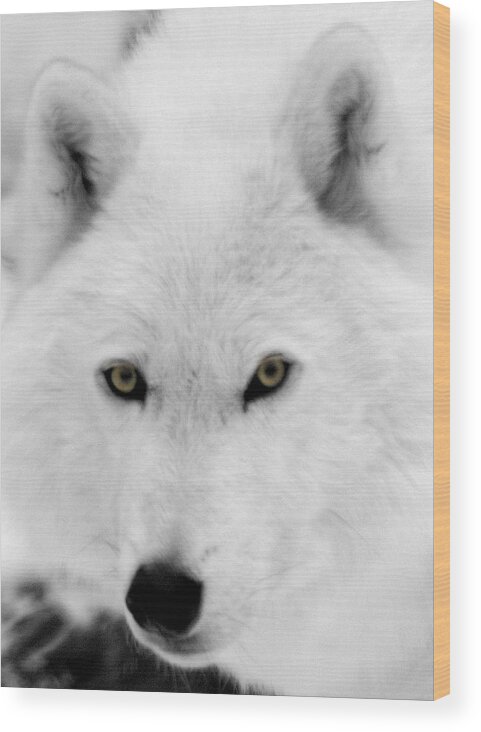 Arctic Wolf Wood Print featuring the photograph Look into my eyes by Larry Ricker