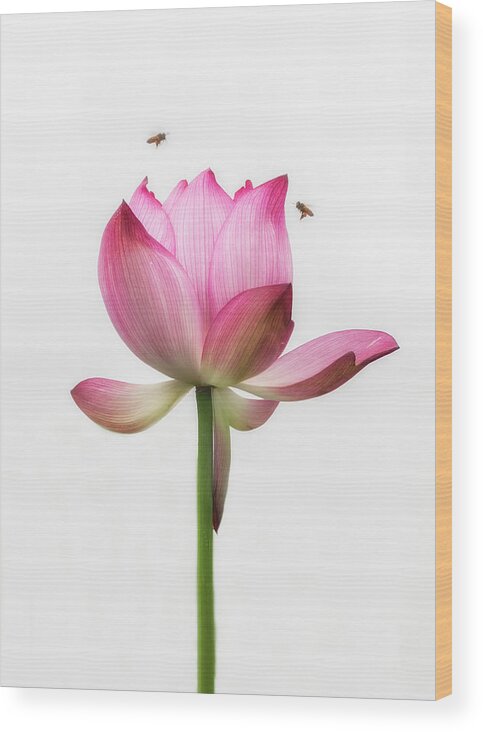 China Wood Print featuring the photograph Attraction between the bees and the flower. by Usha Peddamatham