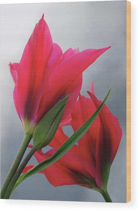 Tulips Wood Print featuring the photograph Love by Rona Black