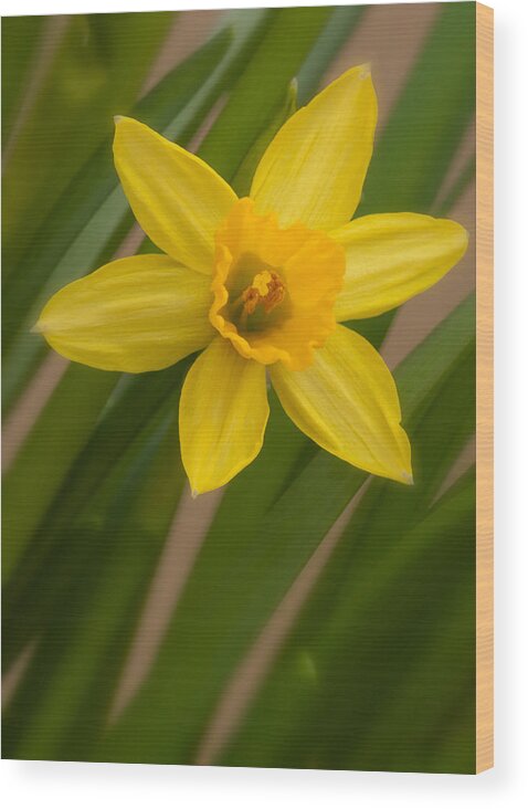 Blossom Wood Print featuring the photograph Mini Daff by Andreas Freund