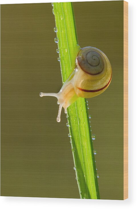 Snail Wood Print featuring the photograph Morning Snail by Mircea Costina Photography