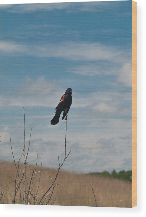 Nebraska Wood Print featuring the photograph Nebraska Red-Winged Black Bird by Joshua House