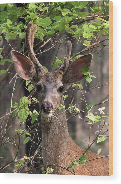 Mule Deer Wood Print featuring the photograph Mule Deer Buck by Kathleen Bishop