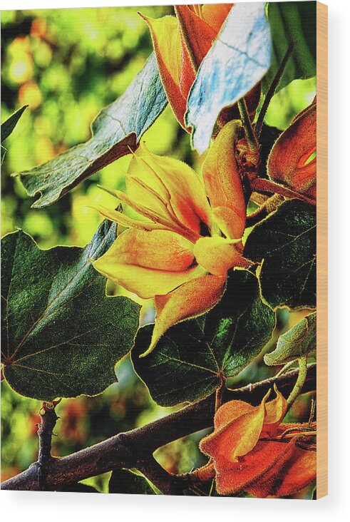Orange Wood Print featuring the photograph Orange glory by Camille Lopez