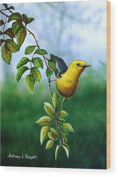 Oriole Wood Print featuring the painting Orchard Oriole by Anthony J Padgett